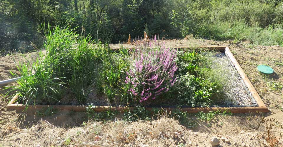 Eco-Saule'ution