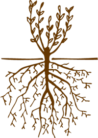 Eco-Saule'ution